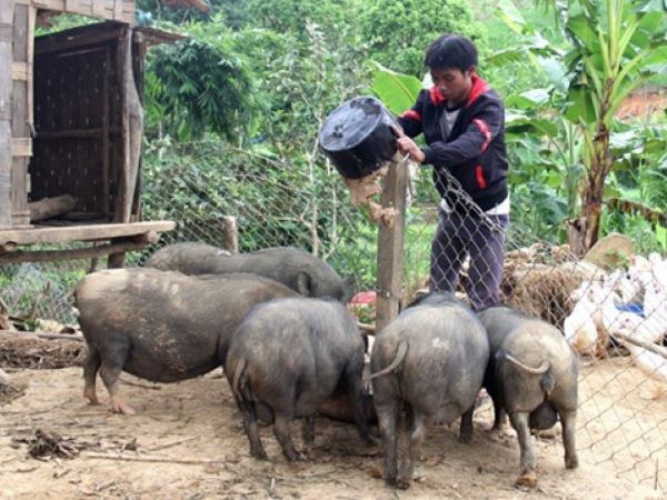 Hình đại diện